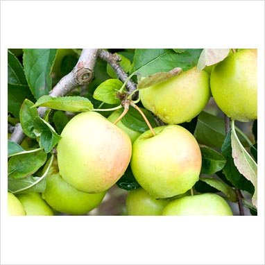 Malus golden delicious buisson RN